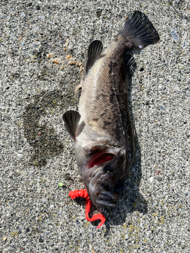 ソイの釣果