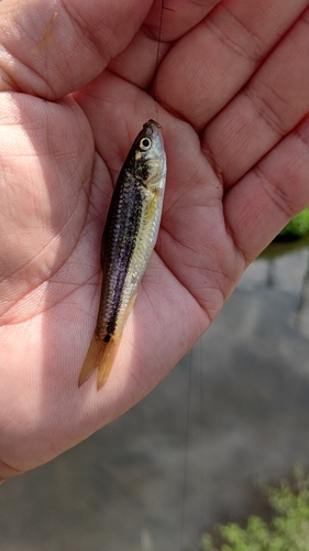 アブラハヤの釣果