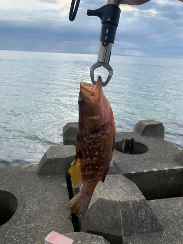 キジハタの釣果