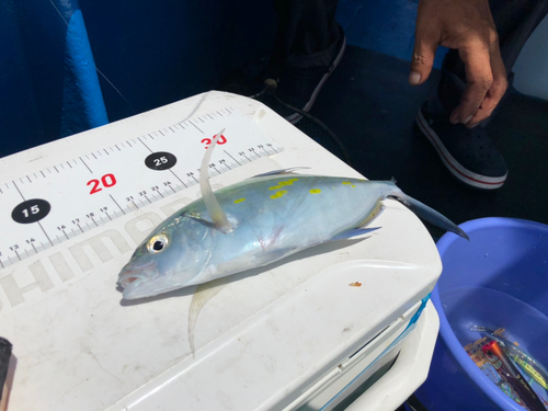 ナンヨウカイワリの釣果