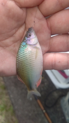 タイリクバラタナゴの釣果