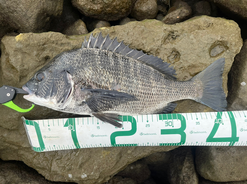 チヌの釣果