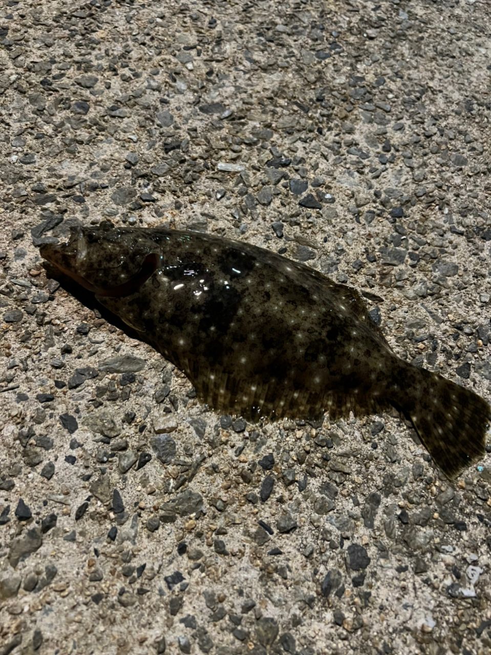 ヒラメ