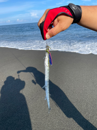 ダツの釣果