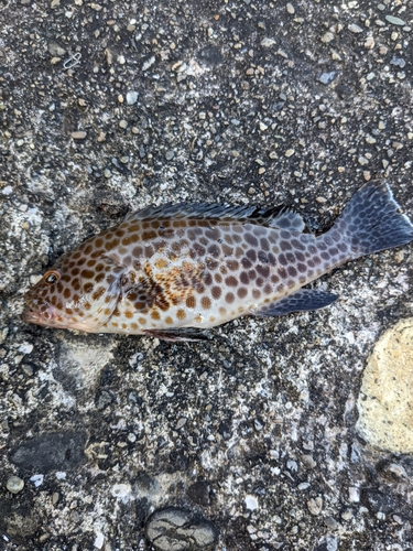 オオモンハタの釣果