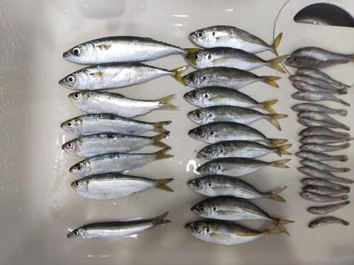 アジの釣果