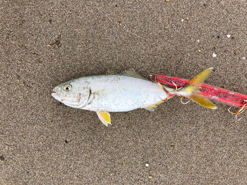 ワカシの釣果