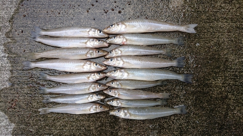 キスの釣果