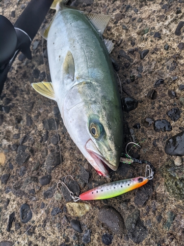 ワカシの釣果