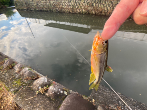 カワムツの釣果