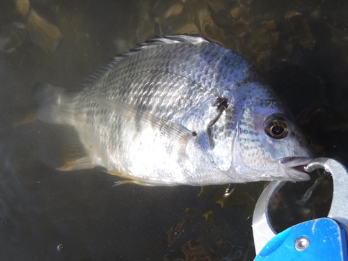 キビレの釣果