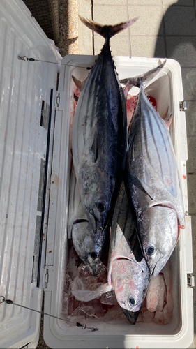 カツオの釣果