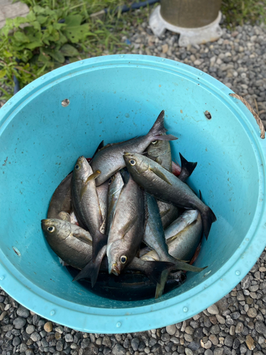 イサキの釣果