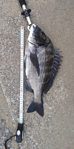 クロダイの釣果