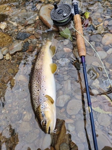 ブラウントラウトの釣果