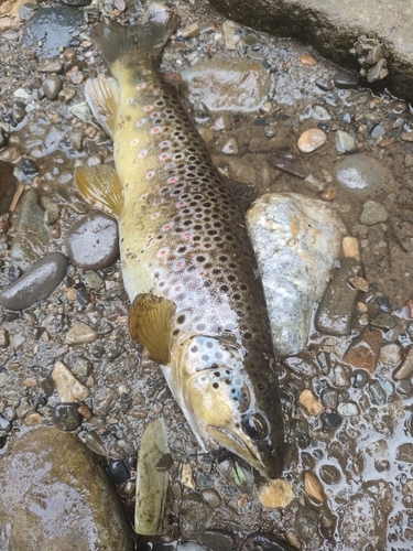 ブラウントラウトの釣果