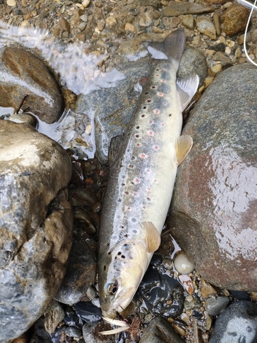 ブラウントラウトの釣果