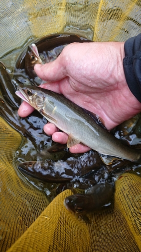 アユの釣果