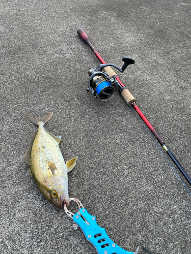 カンパチの釣果