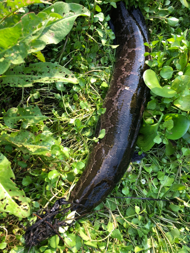 ライギョの釣果