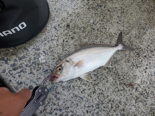 ショゴの釣果