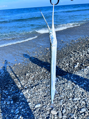 ダツの釣果