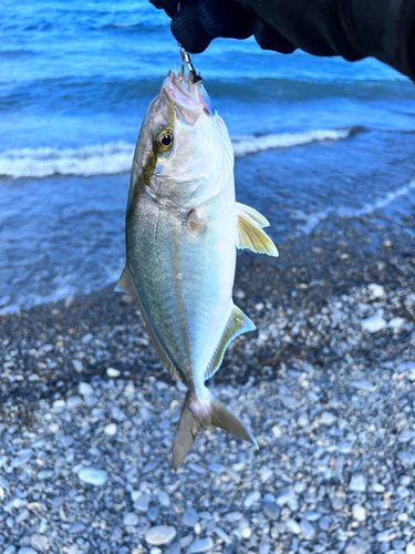 ショゴの釣果