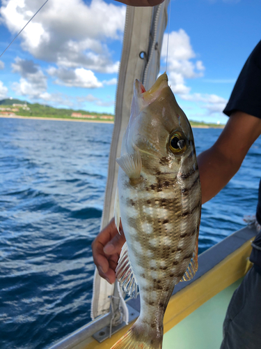 タテシマフエフキの釣果