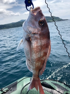 マダイの釣果