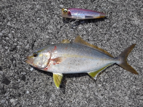 カンパチの釣果