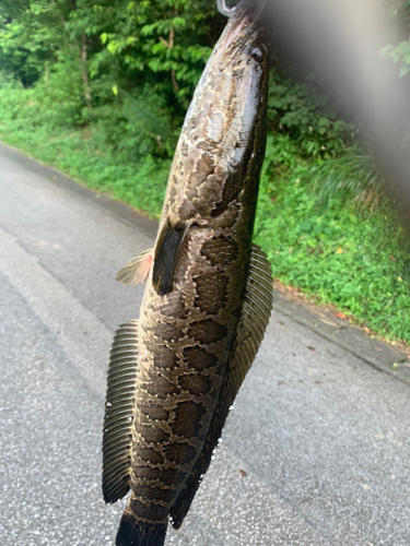 ライギョの釣果