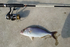 カンパチの釣果