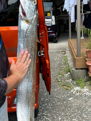 タチウオの釣果