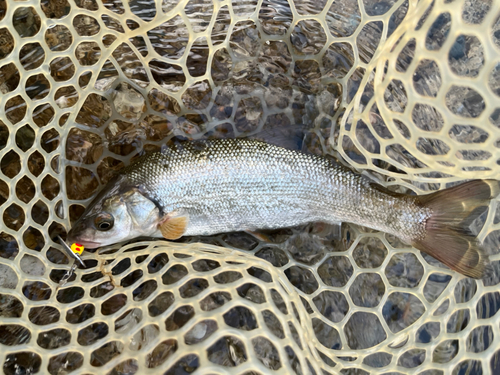 ウグイの釣果