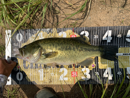 ブラックバスの釣果