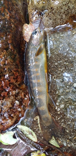 ヤマトイワナの釣果