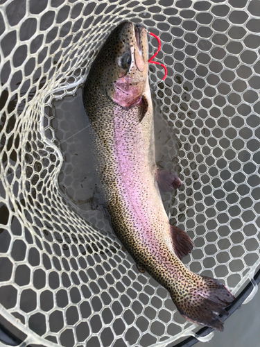 ニジマスの釣果