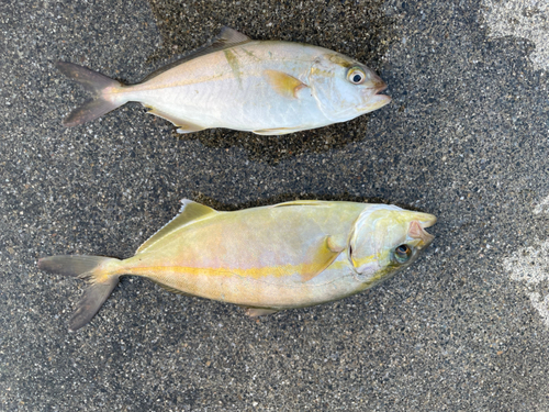 ショゴの釣果