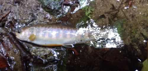 ヤマトイワナの釣果