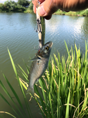 ボラの釣果