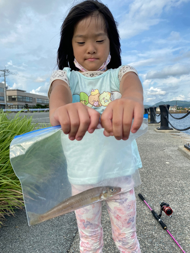 キスの釣果