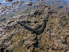 アオヤガラの釣果