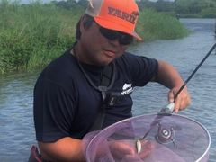 アユの釣果