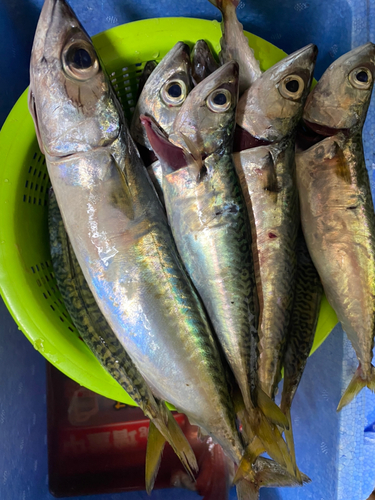 サバの釣果