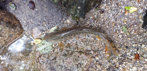 ヤマトイワナの釣果