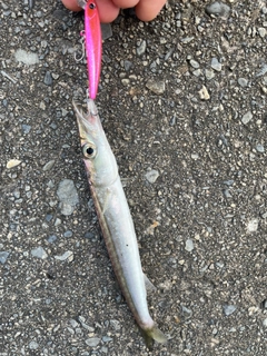 カマスの釣果