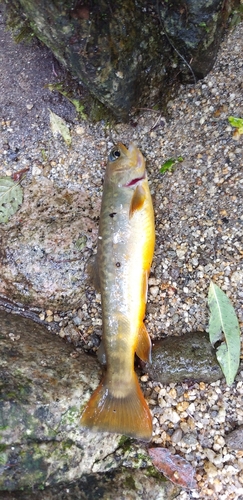 ニッコウイワナの釣果