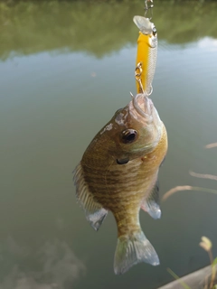 ブルーギルの釣果