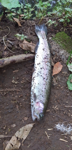 ニジマスの釣果