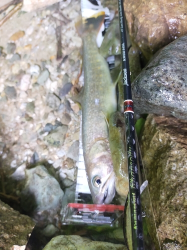 イワナの釣果